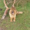 Deckrüde - Altdeutscher Schäferhund